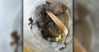 সোনারগাঁয়ে অবৈধভাবে পাচারকালে তক্ষক উদ্ধার, দু’জনকে জরিমানা
